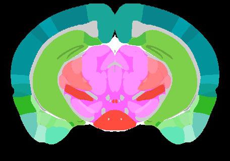 Coronal Plane