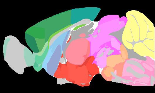 Sagittal Plane