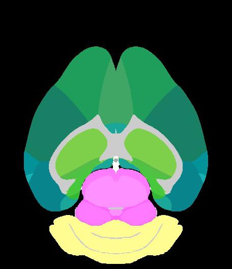 Transverse Plane